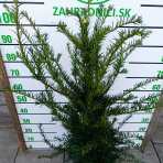 Tis obyčajný (Taxus baccata) - výška 90-110 cm, kont. C7,5L